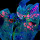 Illustration for article titled See The Wellcome Trusts Best Science Photos Of The Year